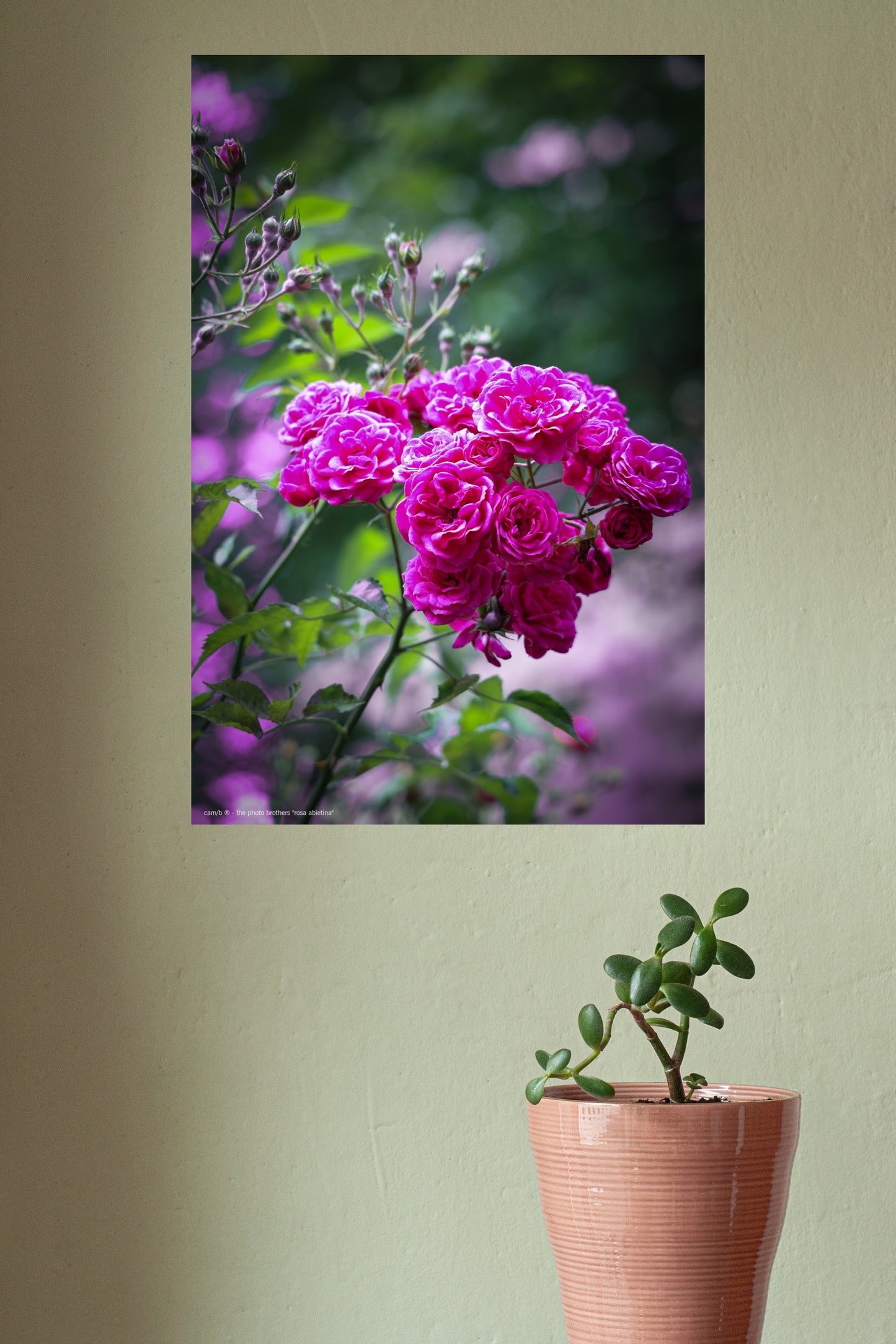 rosa abietina