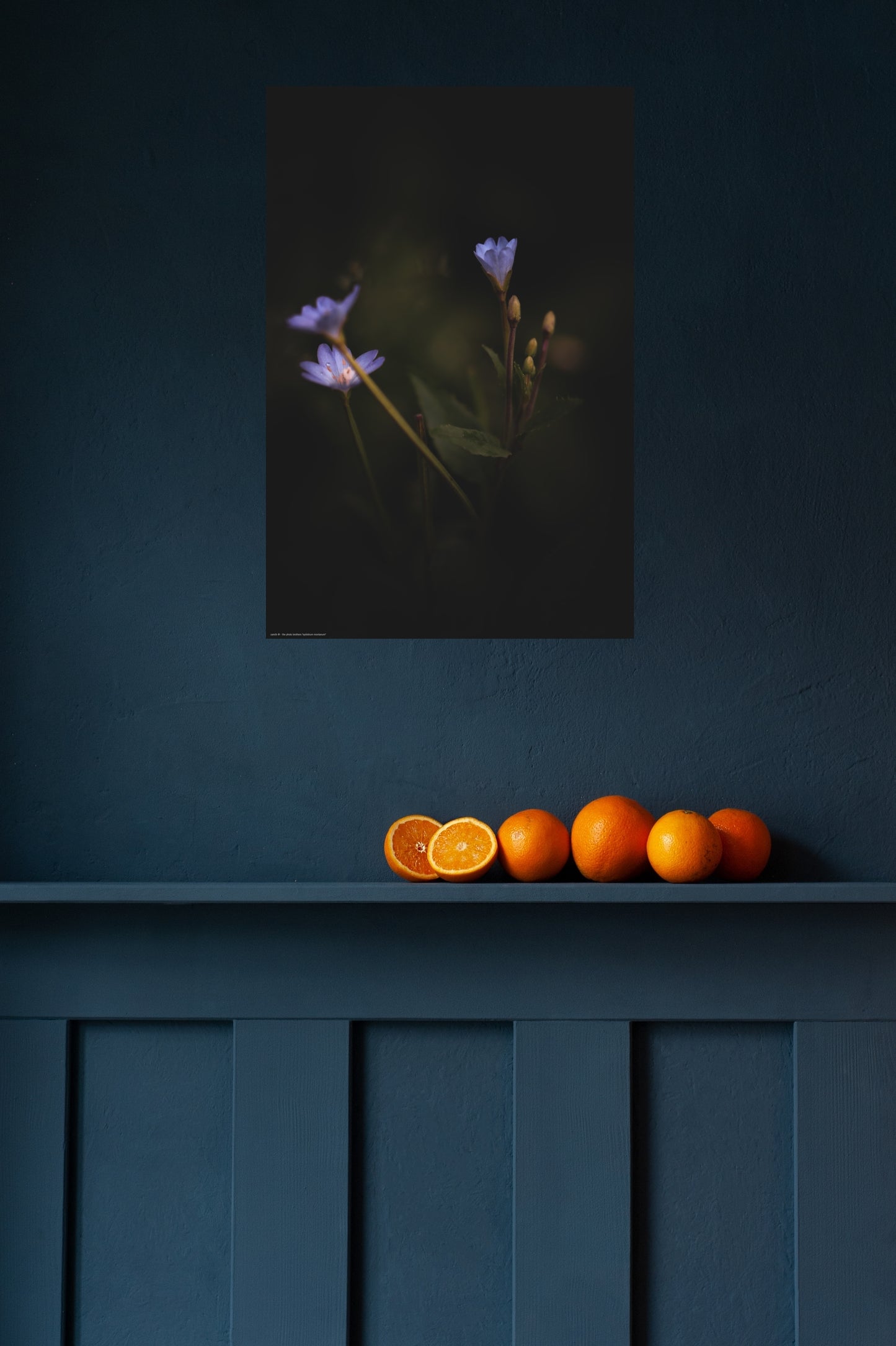 Wandbild "epilobium montanum"