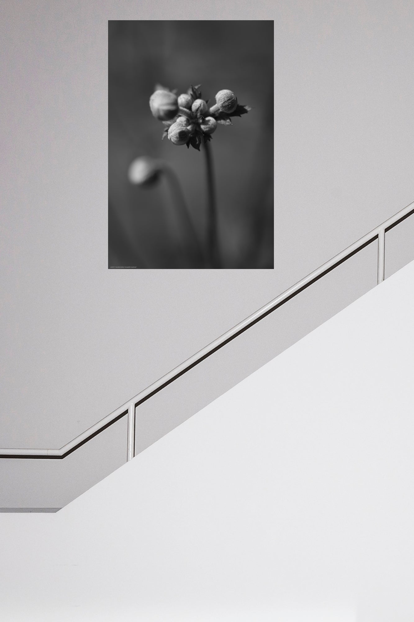 Wandbild "eriocapitella hupehensis"