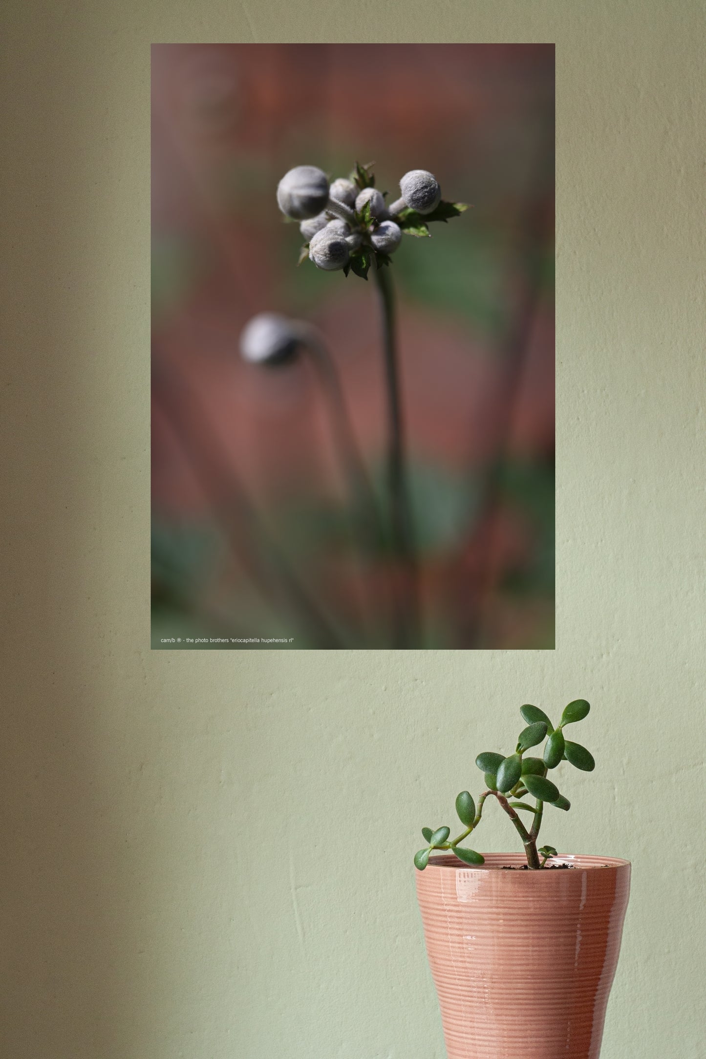 Wandbild "eriocapitella hupehensis rl"