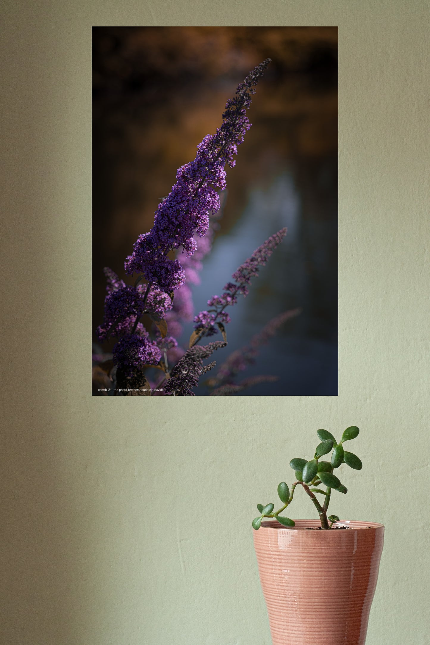 buddleja davidii