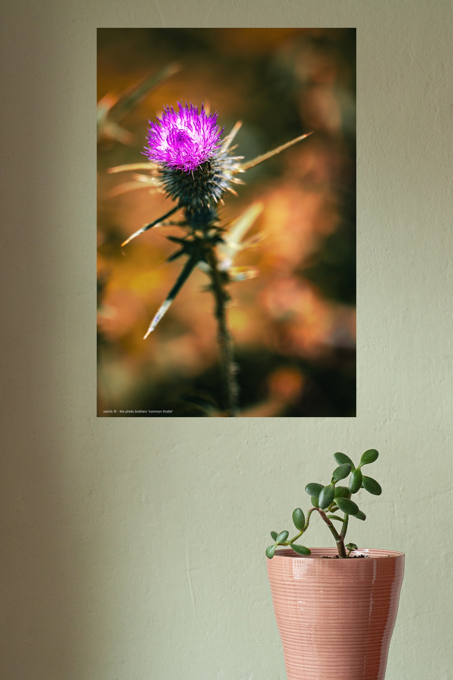 Wandbild "common thistle"