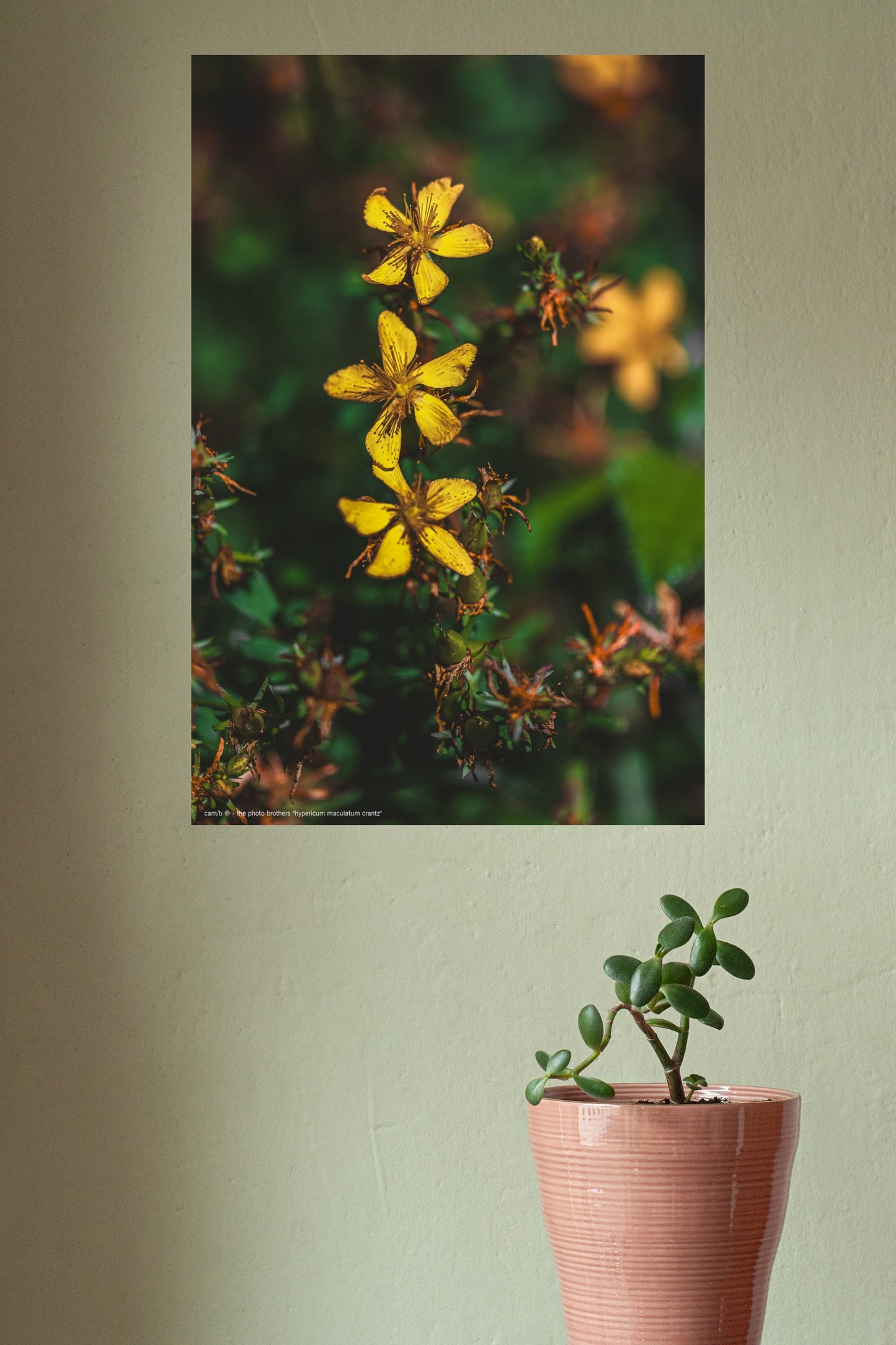 hypericum maculatum crantz