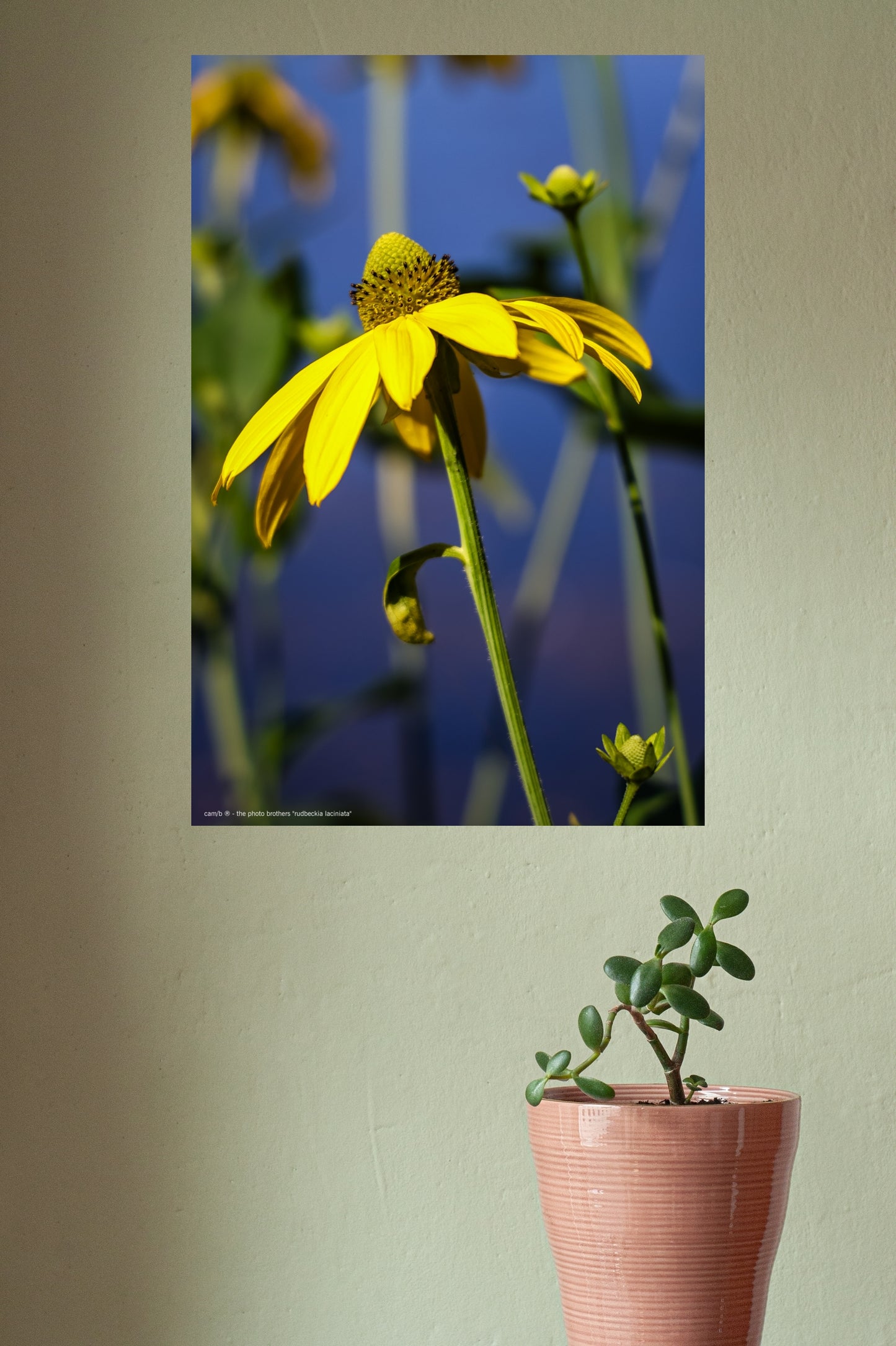 rudbeckia laciniata