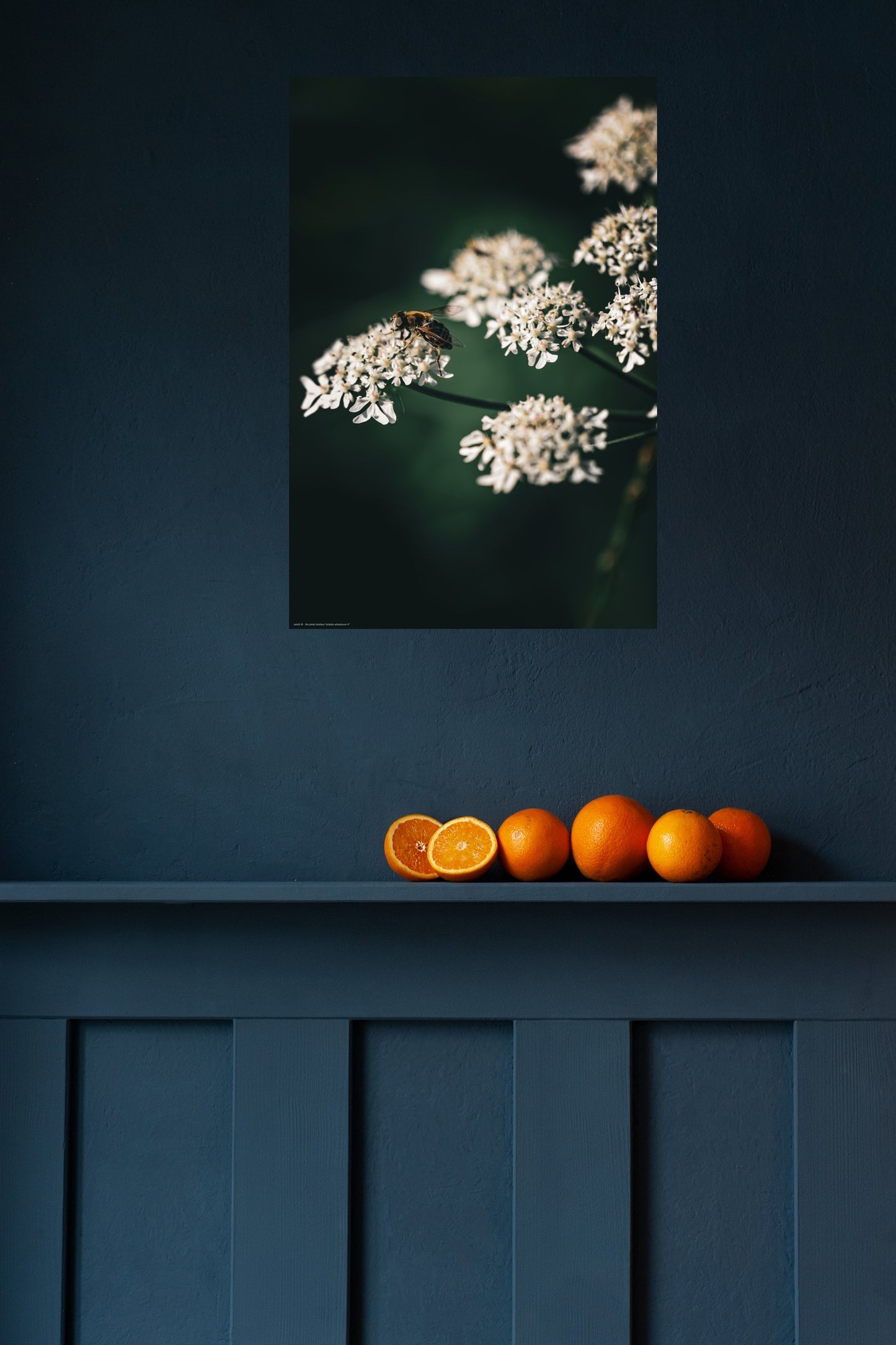 Wandbild "eristalis arbustorum rl"