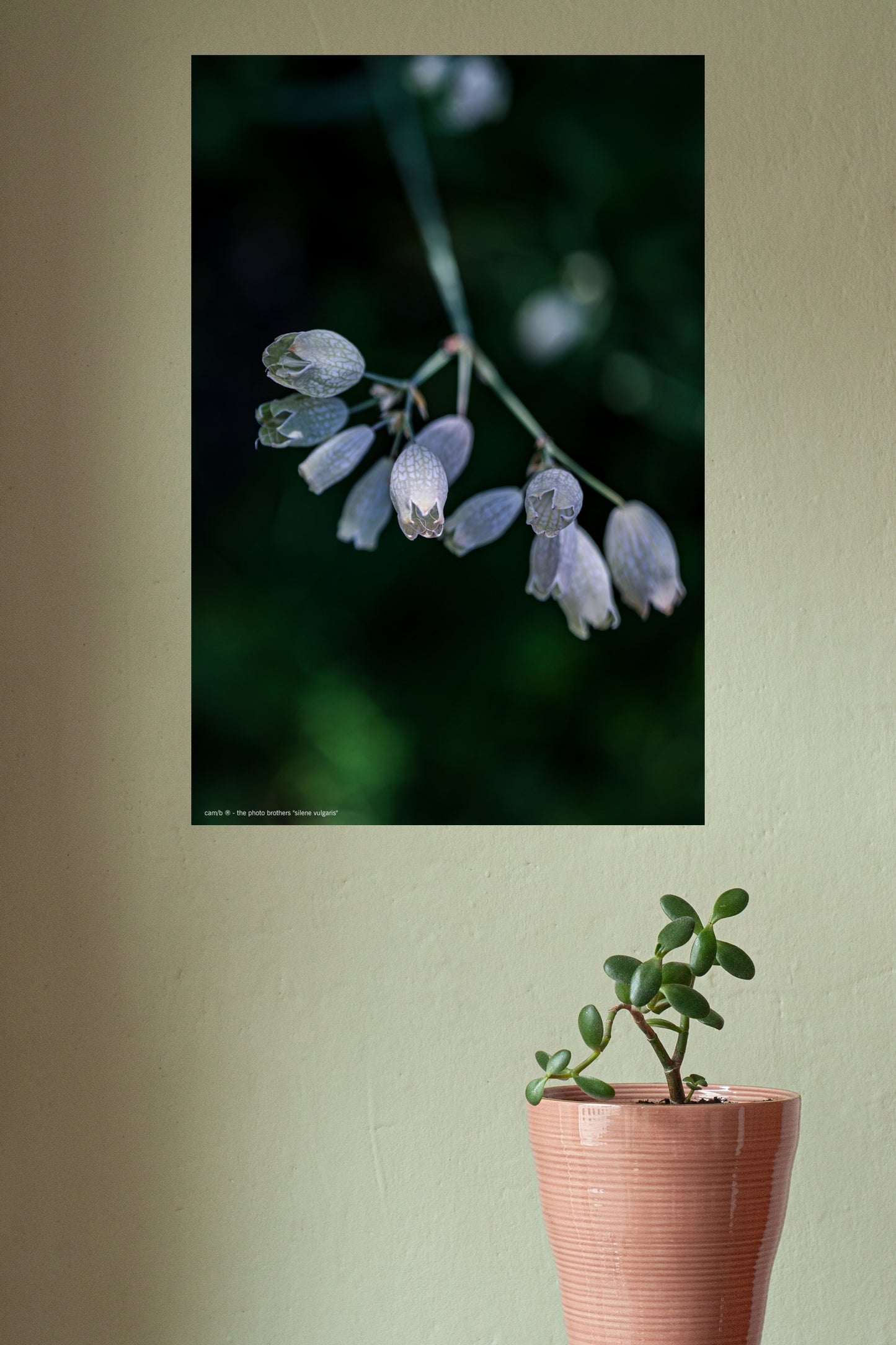 silene vulgaris