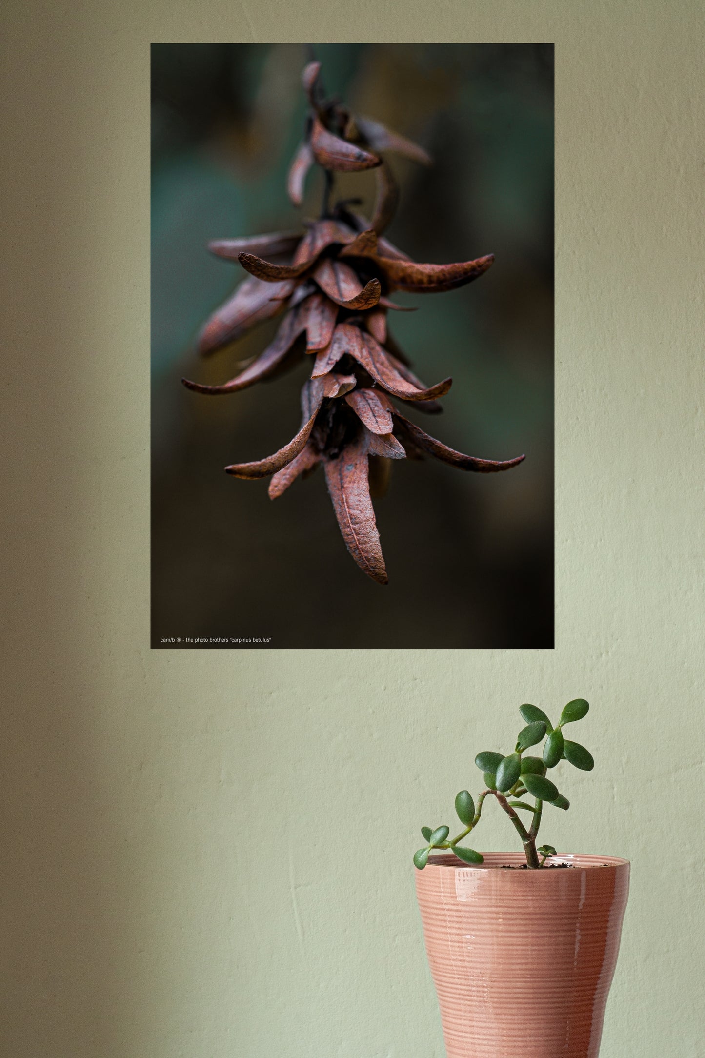 Wandbild "carpinus betulus"