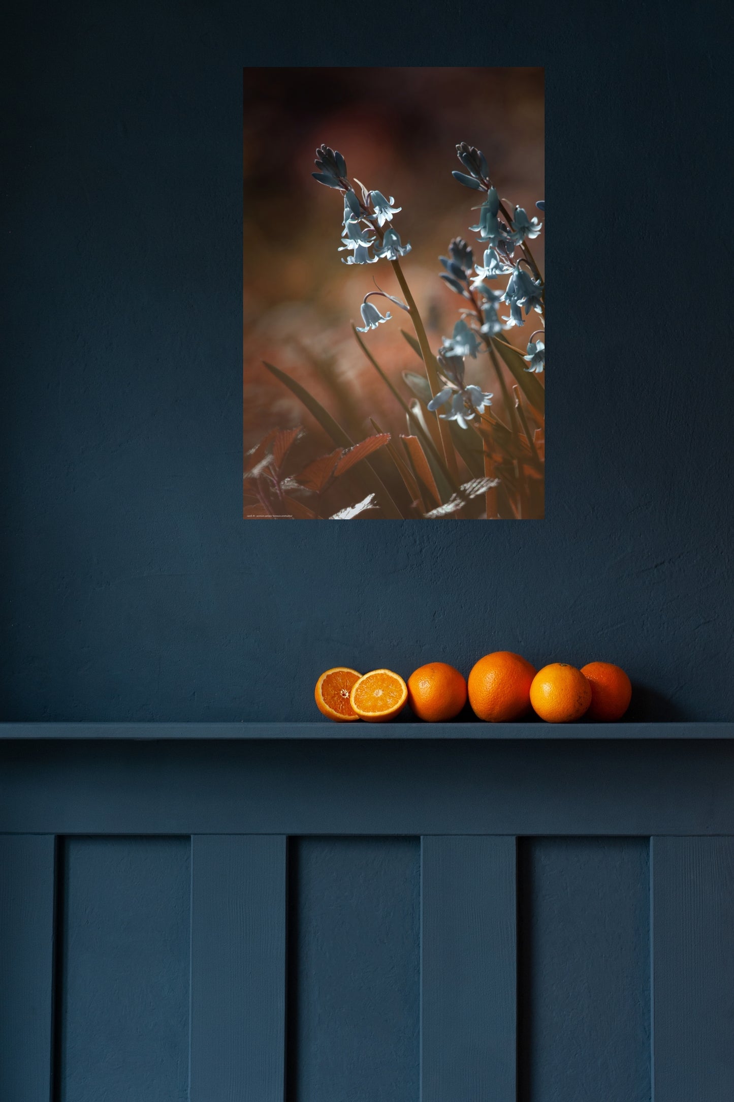 Wandbild "brimeura amethystina"