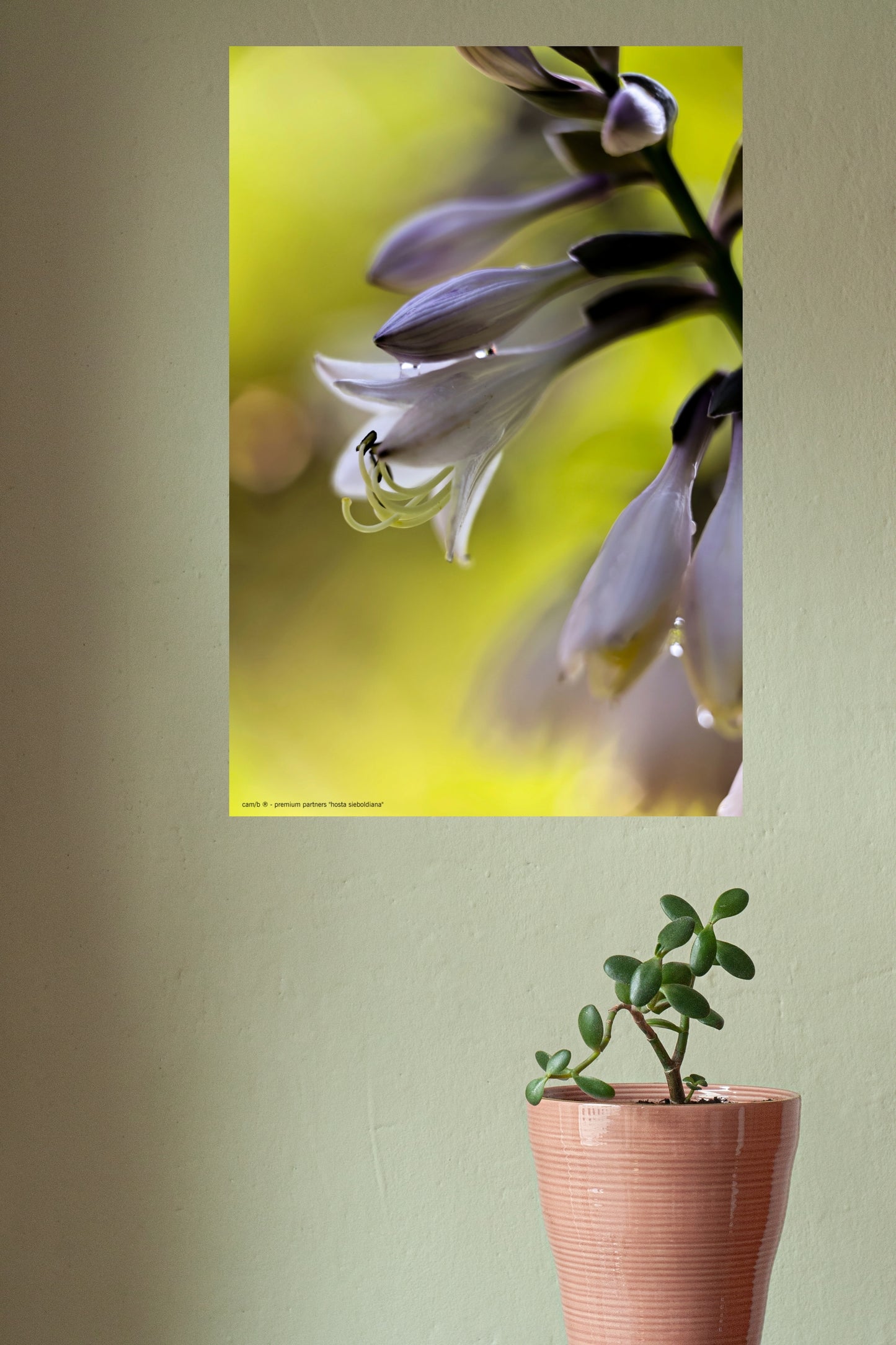 Wandbild "hosta sieboldiana"