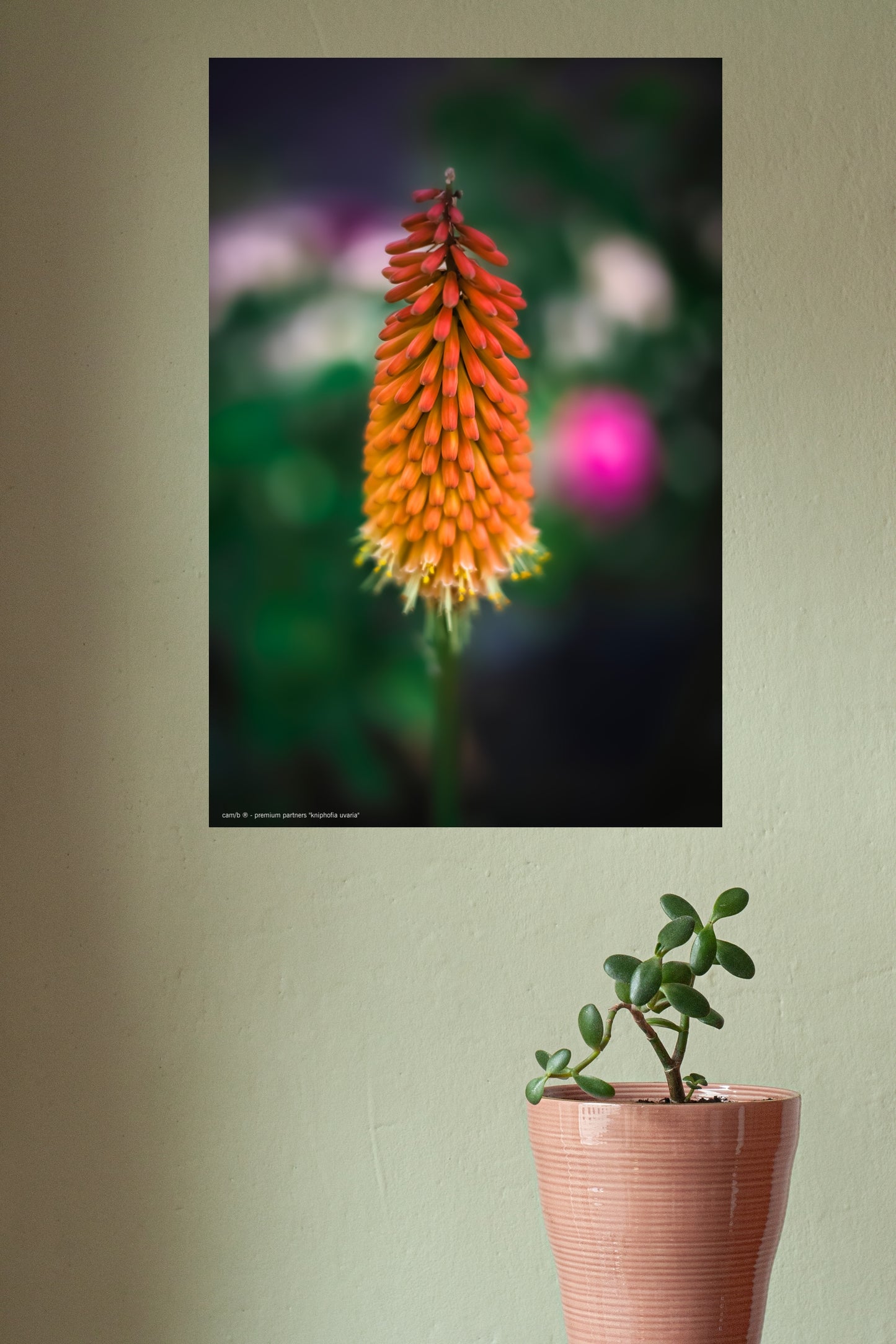 Wandbild "kniphofia uvaria"