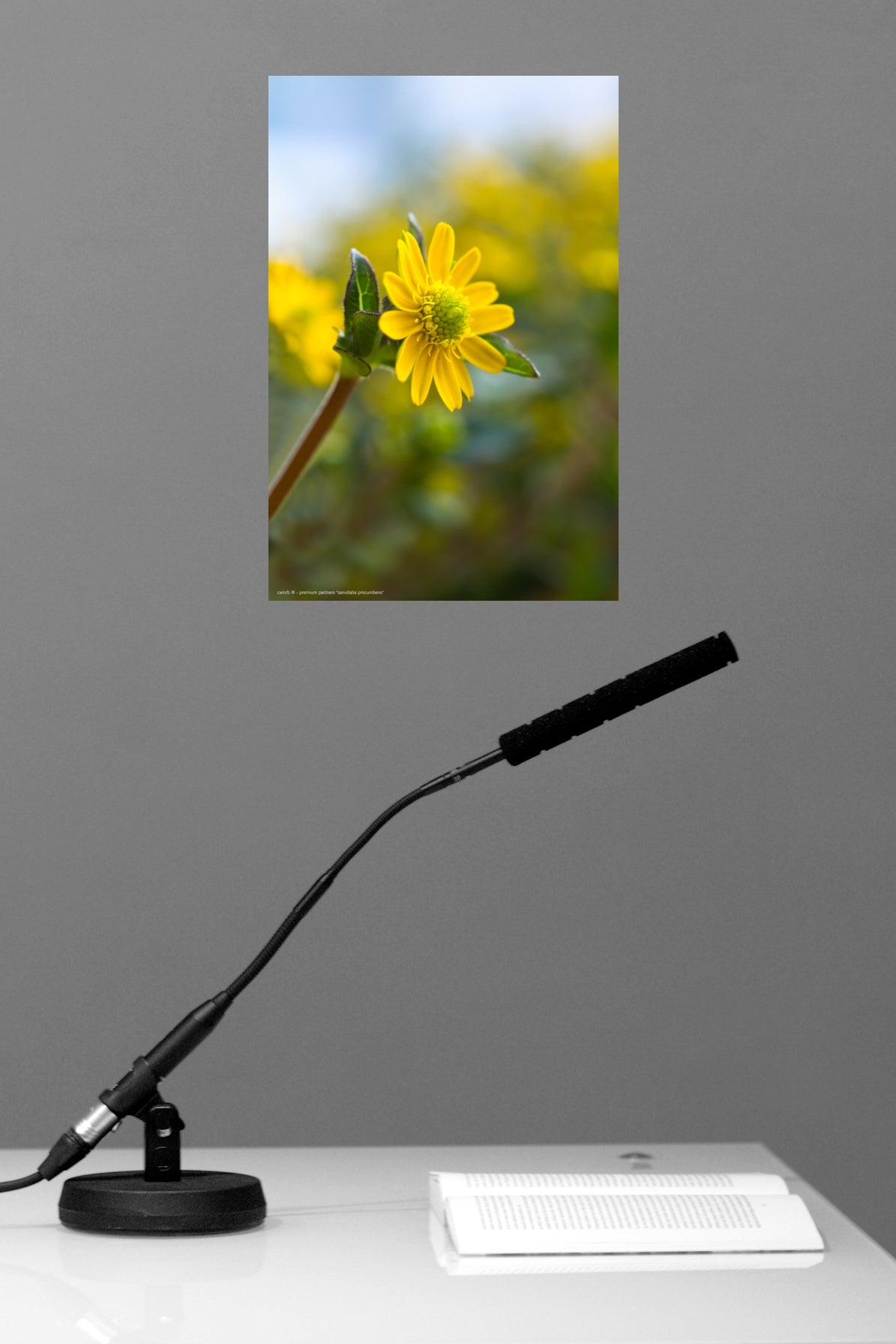 Wall Art "sanvitalia procumbens"