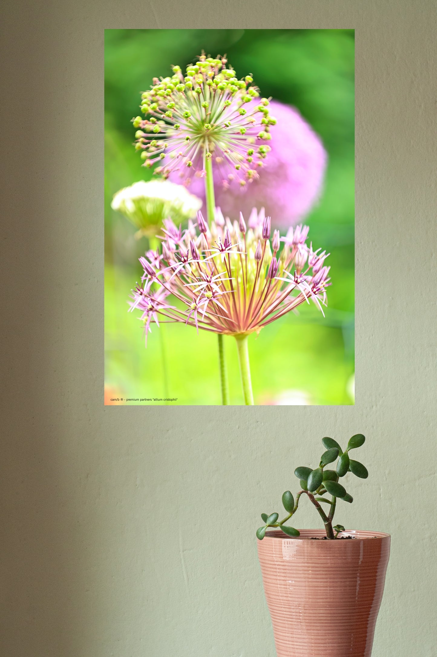 Wandbild "allium cristophii"