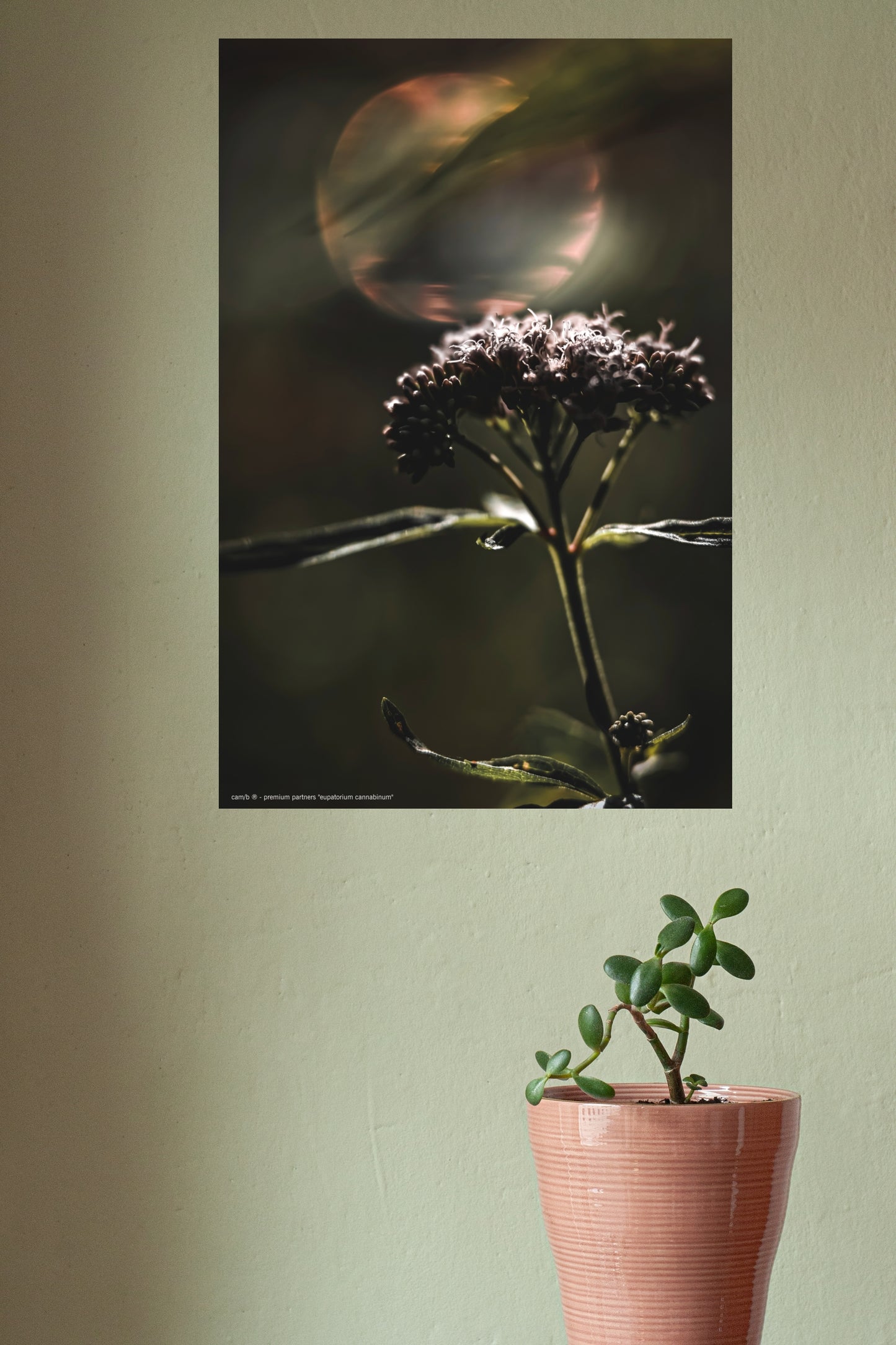 Wall Art "eupatorium cannabinum"