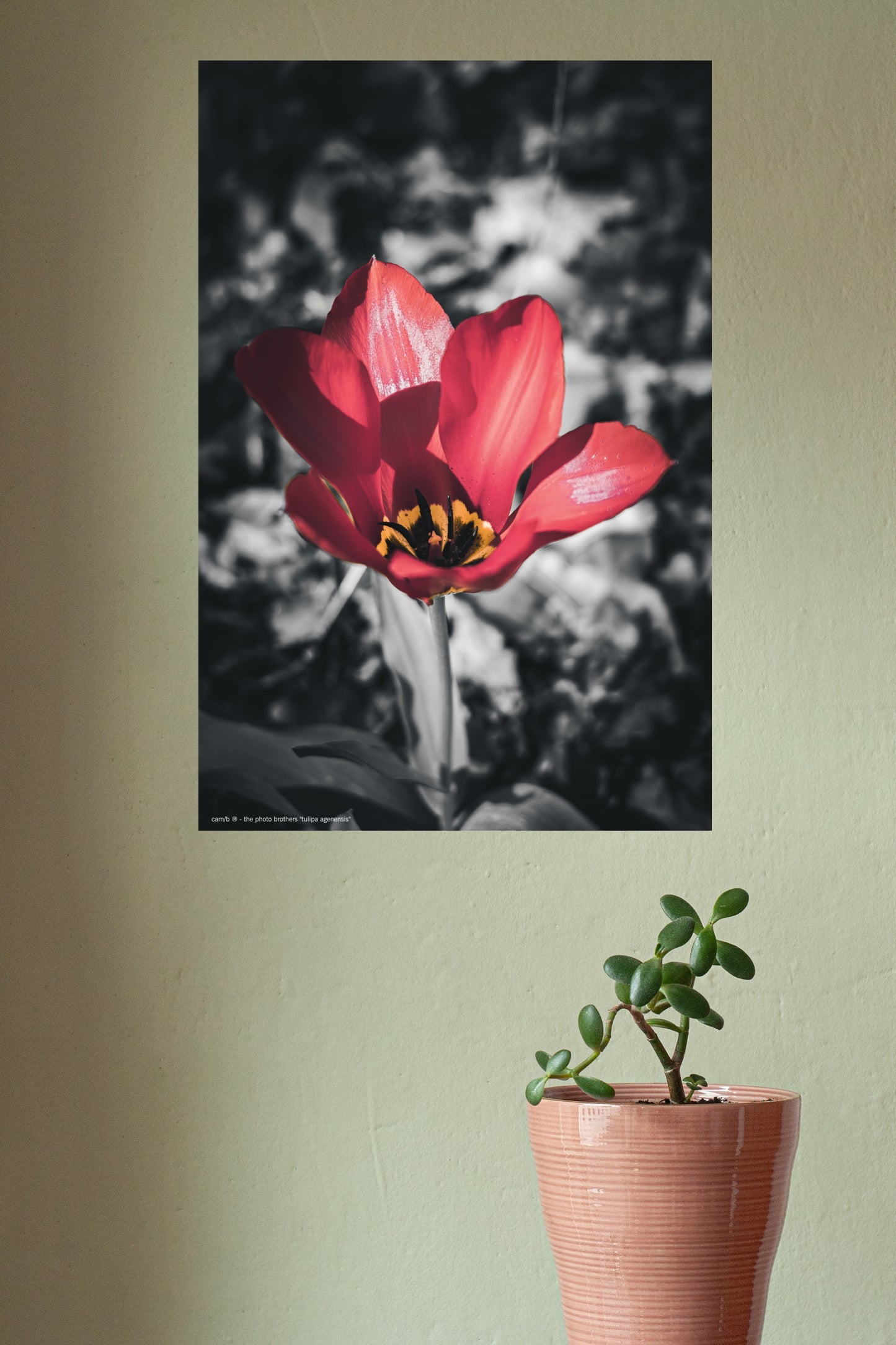 tulipa agenensis
