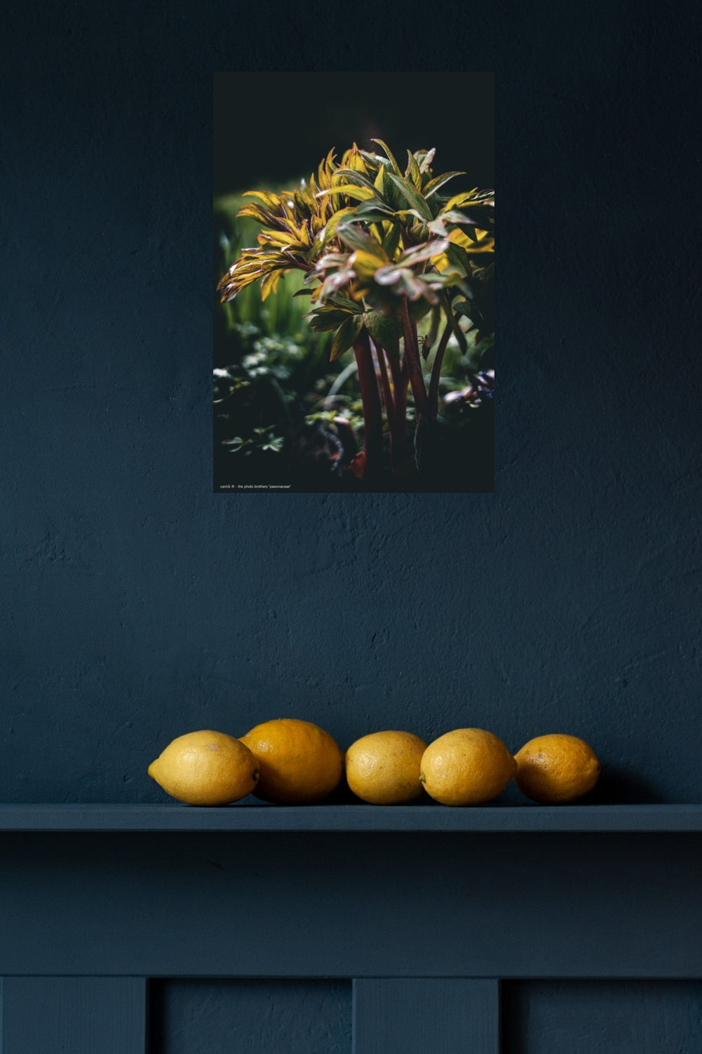 Wandbild "paeoniaceae"