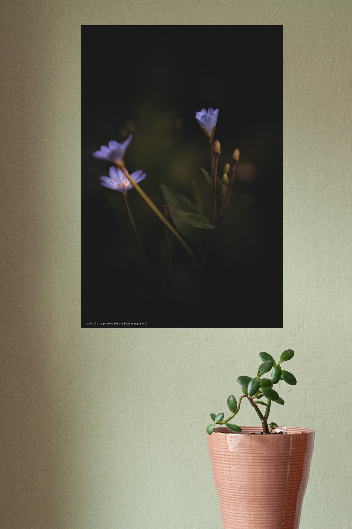 Wandbild "epilobium montanum"