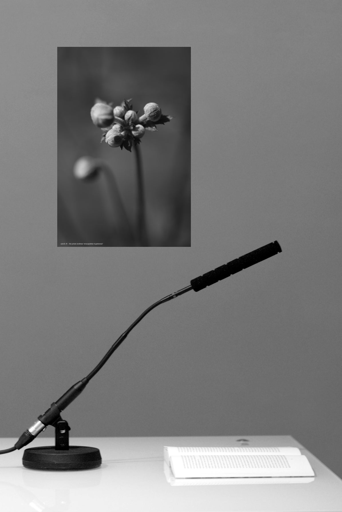 Wandbild "eriocapitella hupehensis"