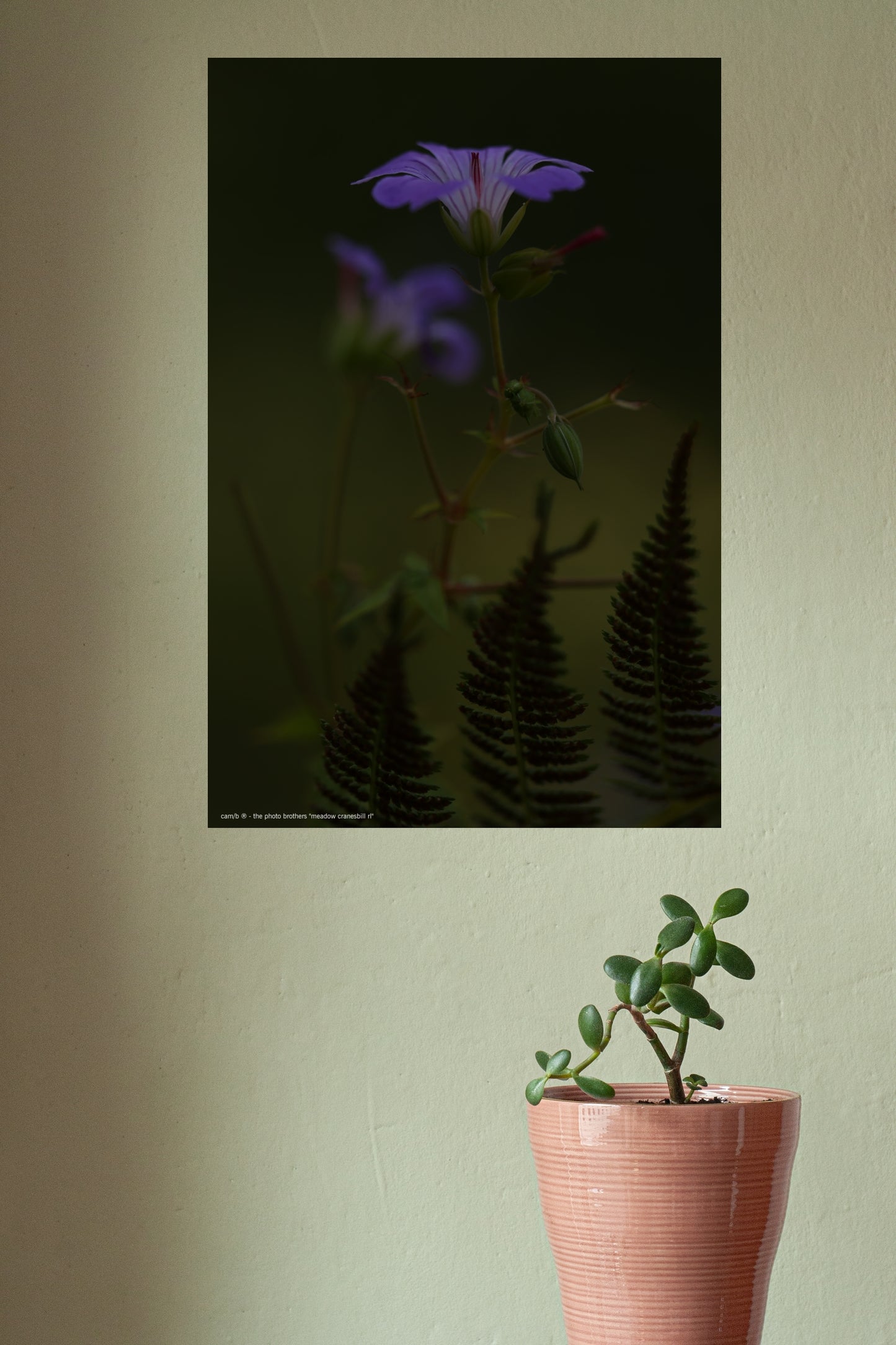 Wandbild "meadow cranesbill rl"