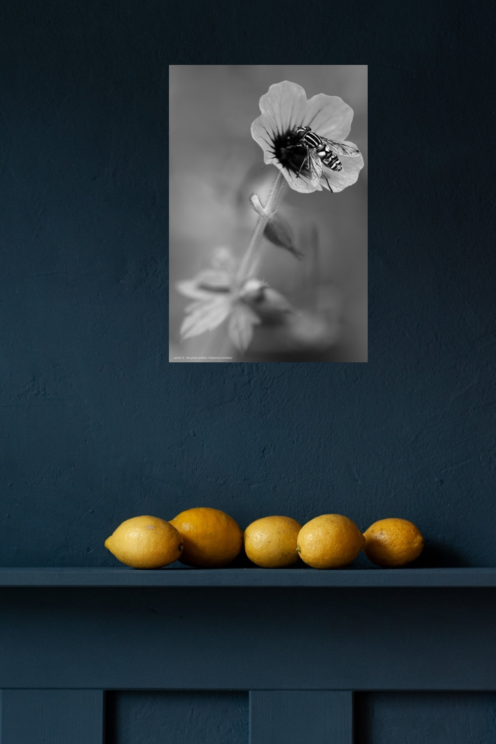 Wandbild "helophilus trivittatus"