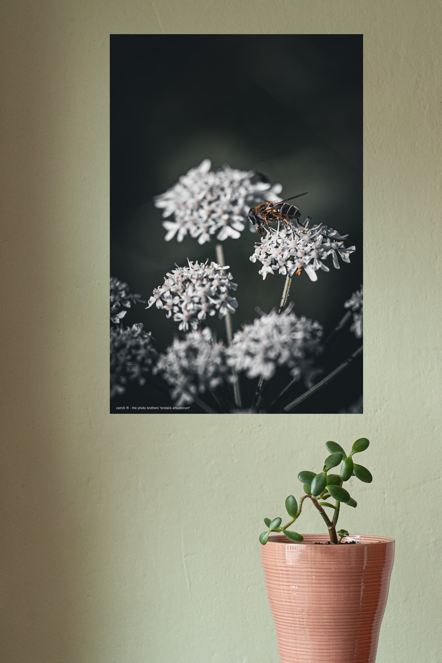 Wandbild "eristalis arbustorum"