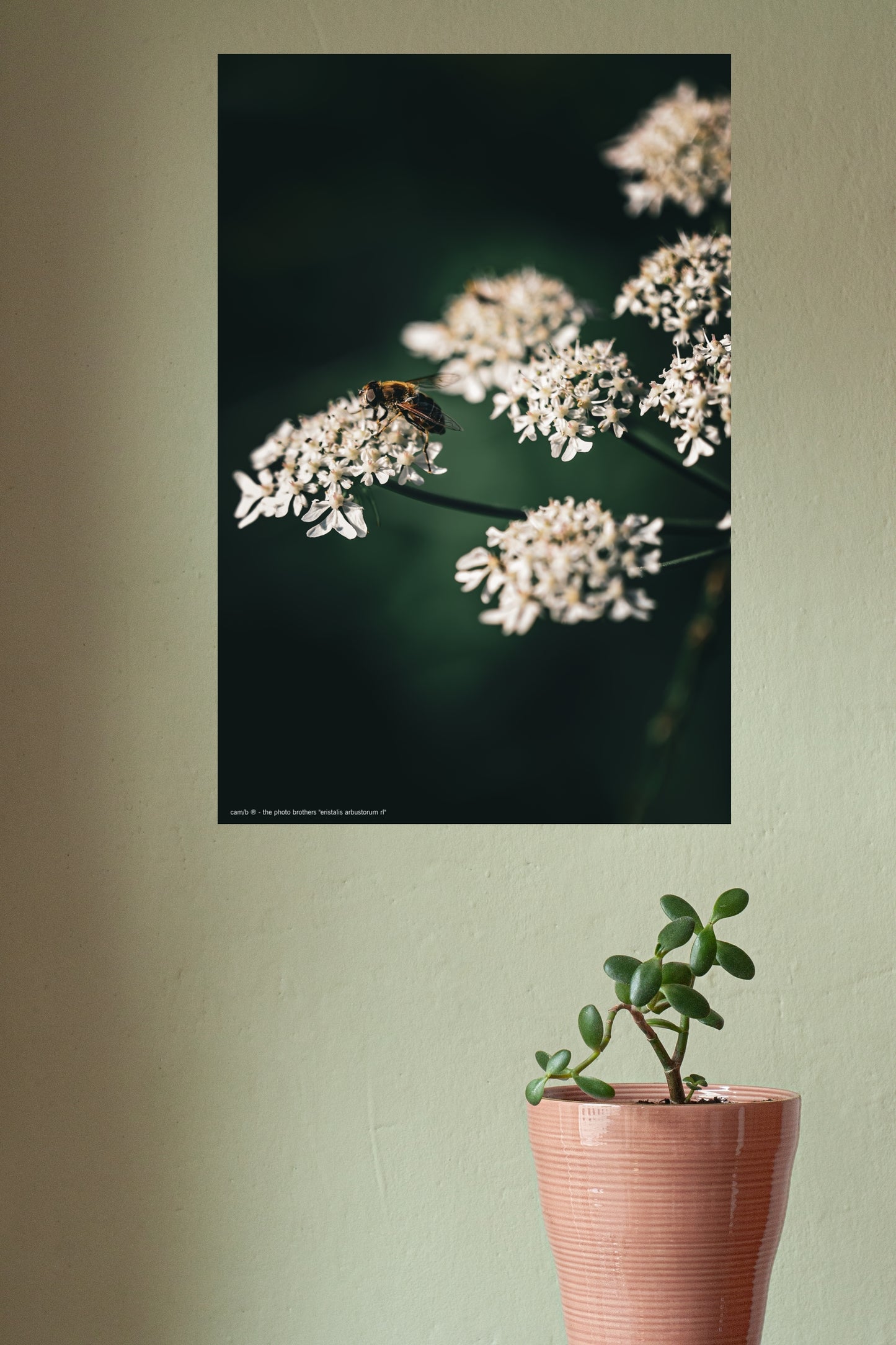 Wandbild "eristalis arbustorum rl"