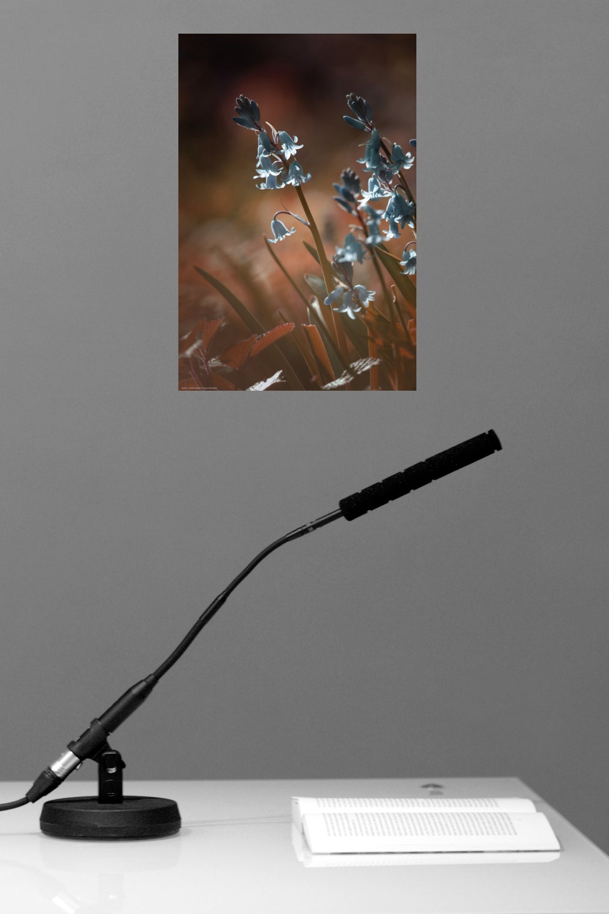 Wandbild "brimeura amethystina"