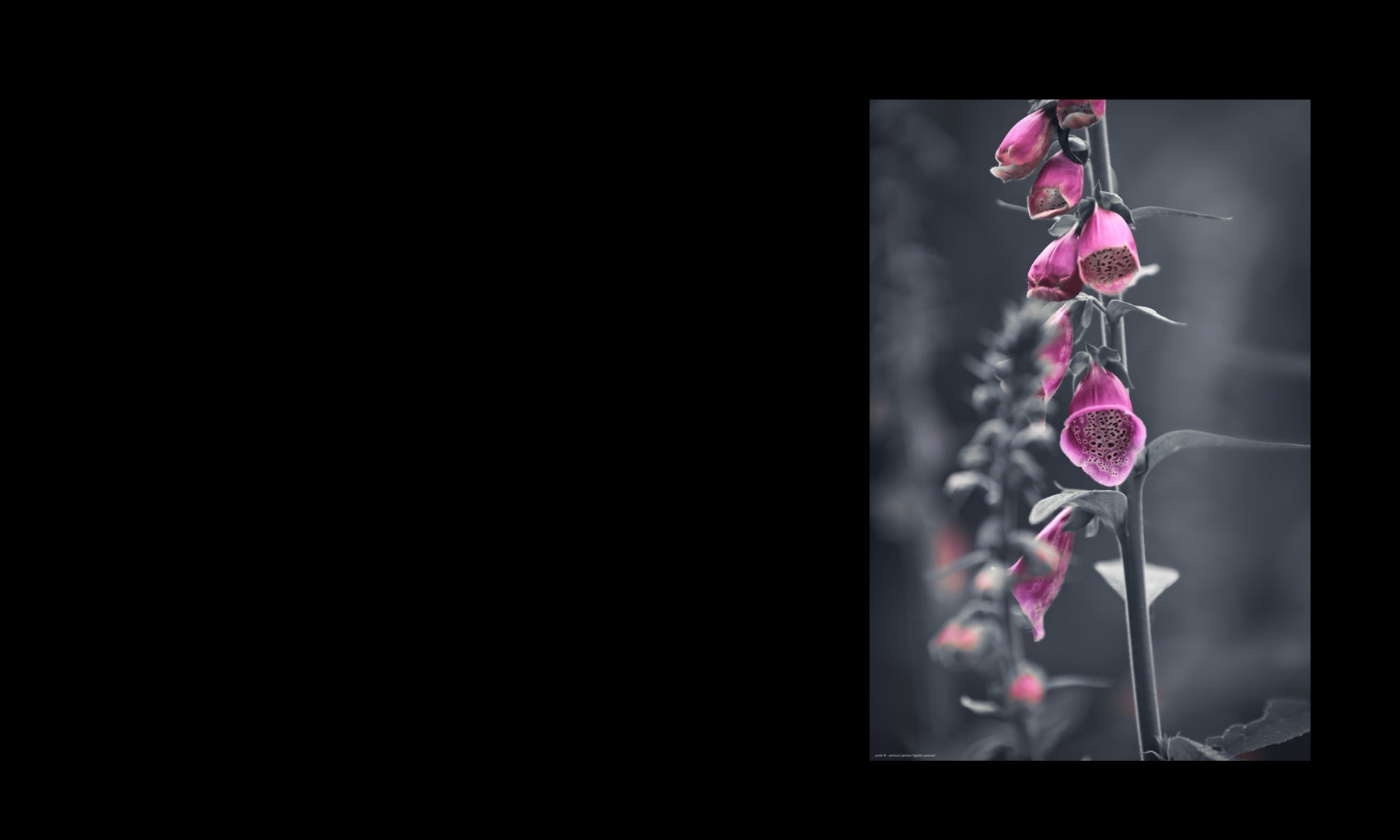 Wandbild "digitalis purpurea"