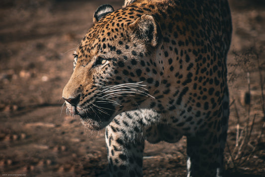 Bild: Leopard