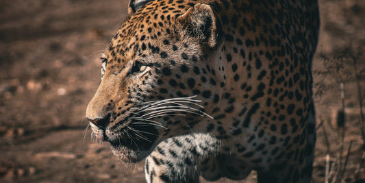 Kooperation und Partnerschaft