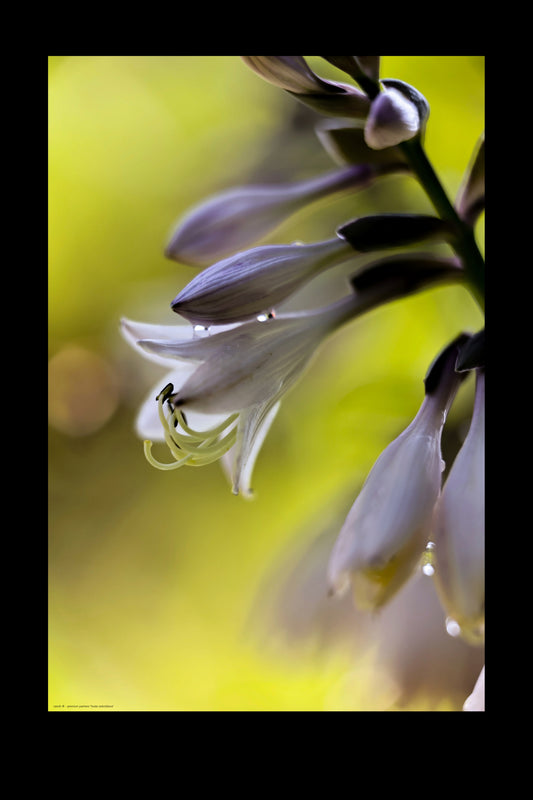 hosta sieboldiana