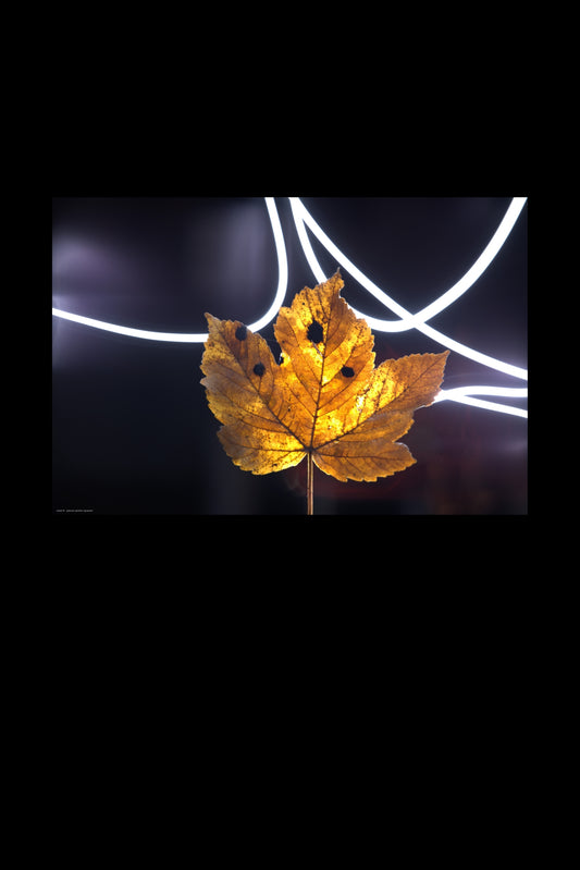 sycamore