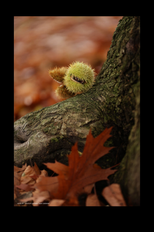 open castanea