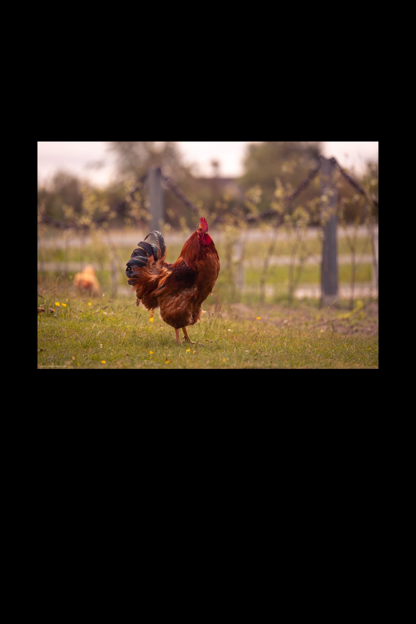 Wandbild "red rooster"