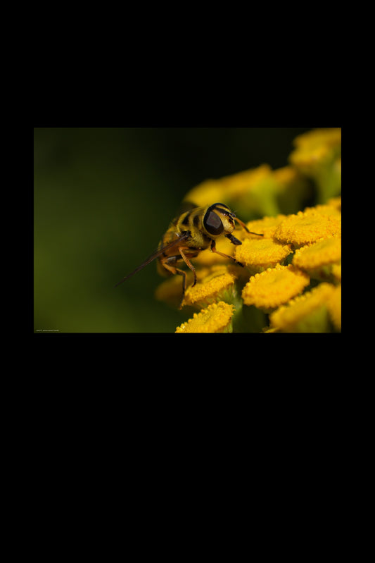 Wandbild "hoverfly"