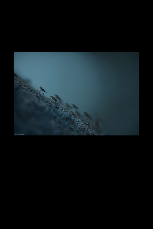 invasion