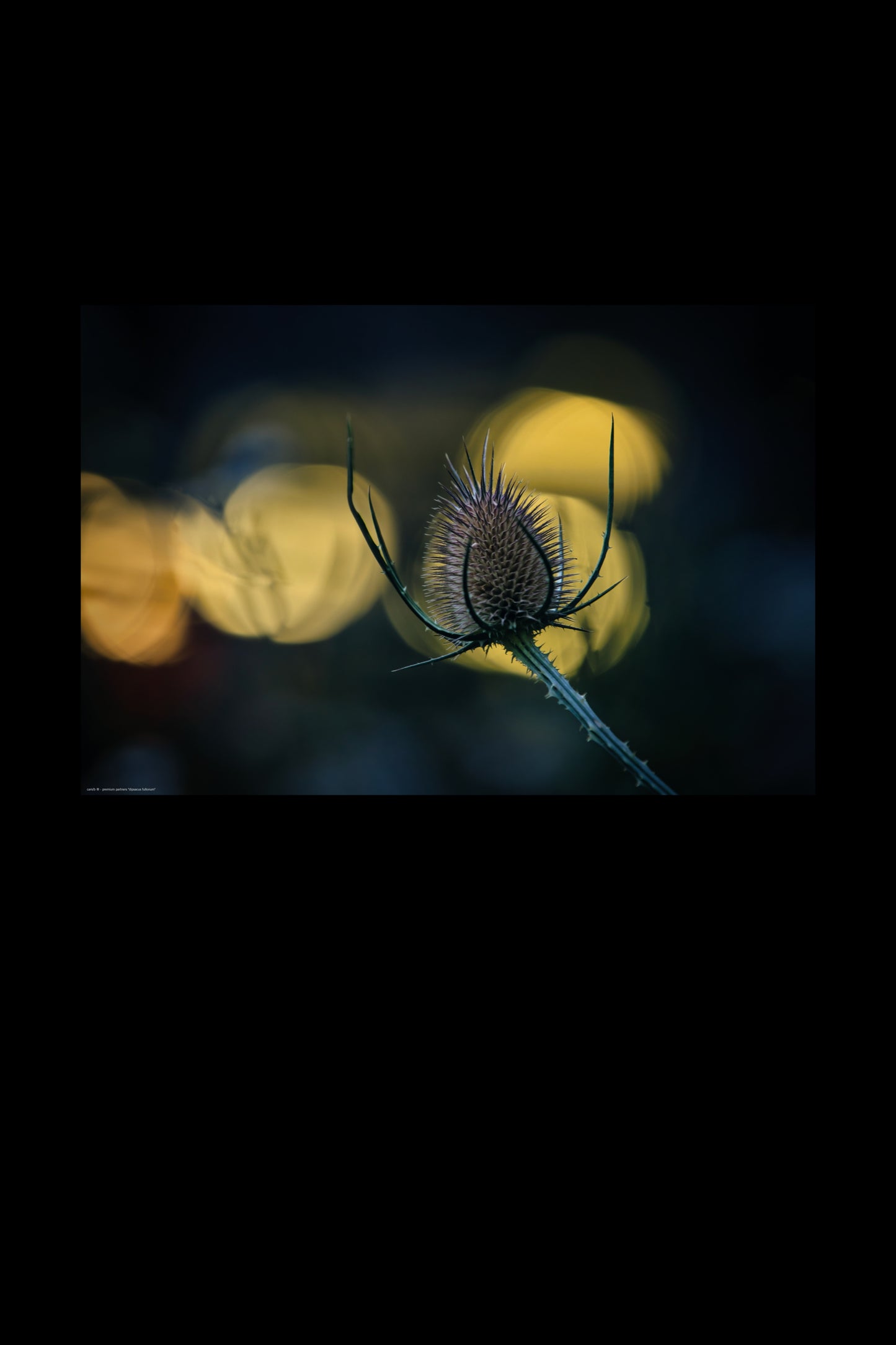 dipsacus fullonum