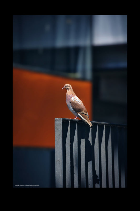 brown columbidae