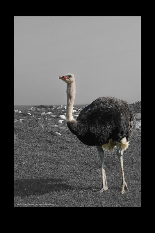 ostrich of good hope