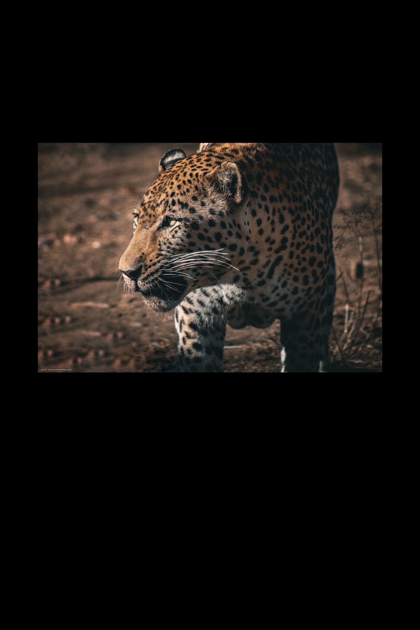 panthera pardus