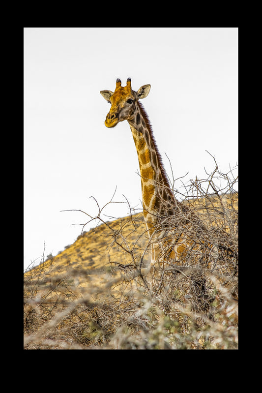 Wandbild "wilderness hills"