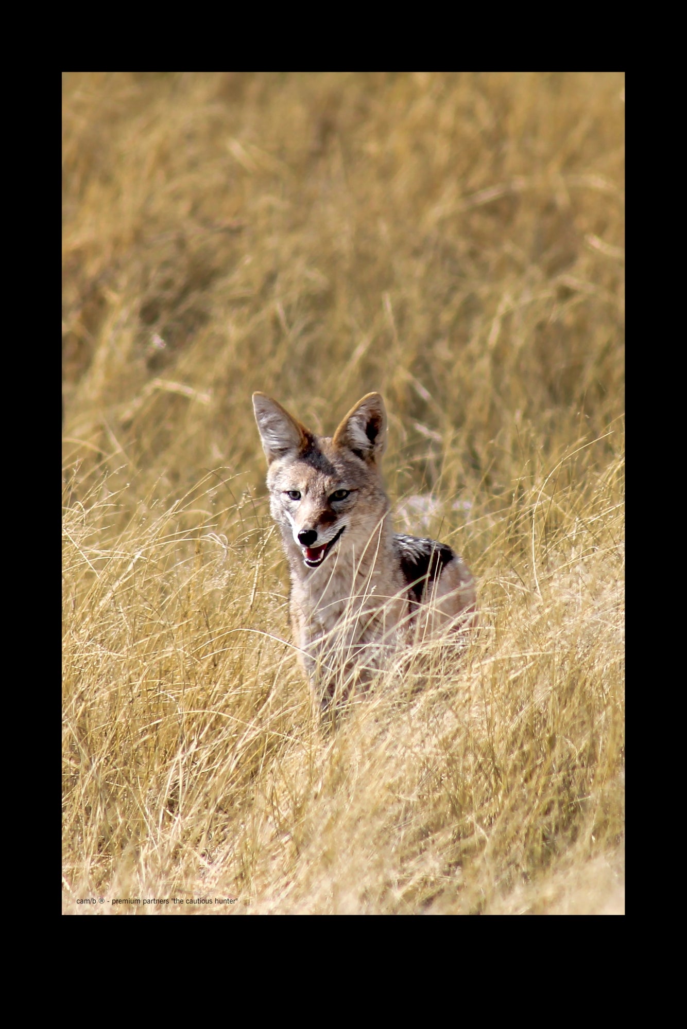 Wandbild "the cautious hunter"