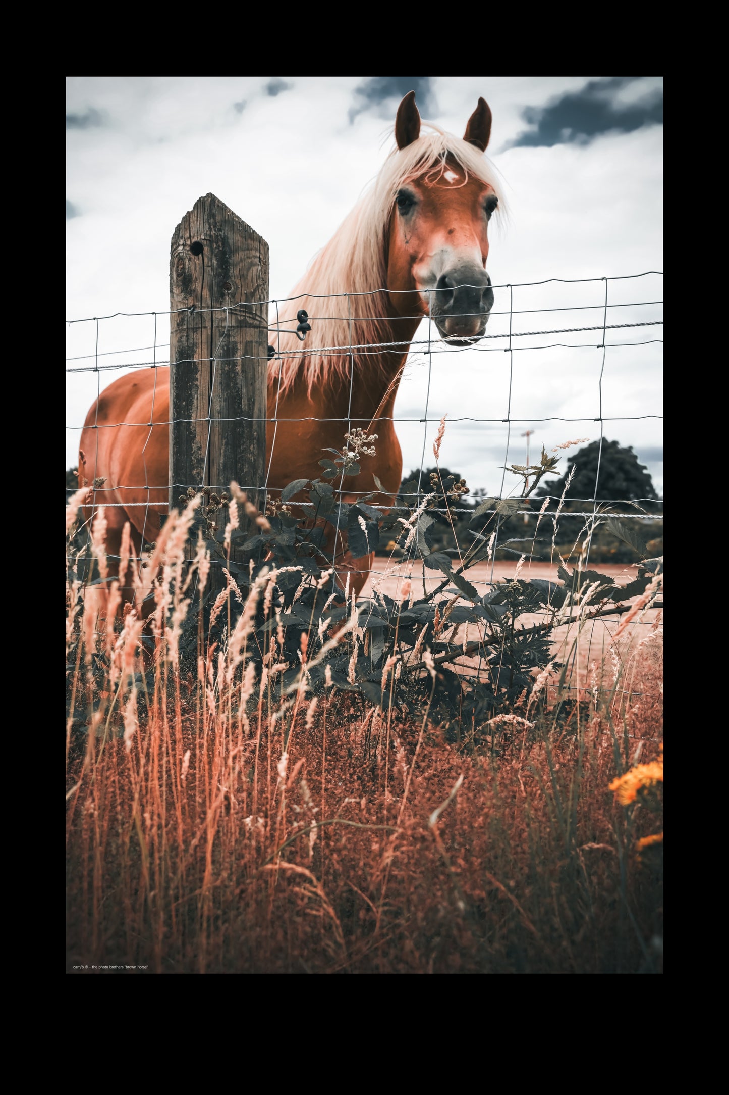 brown horse