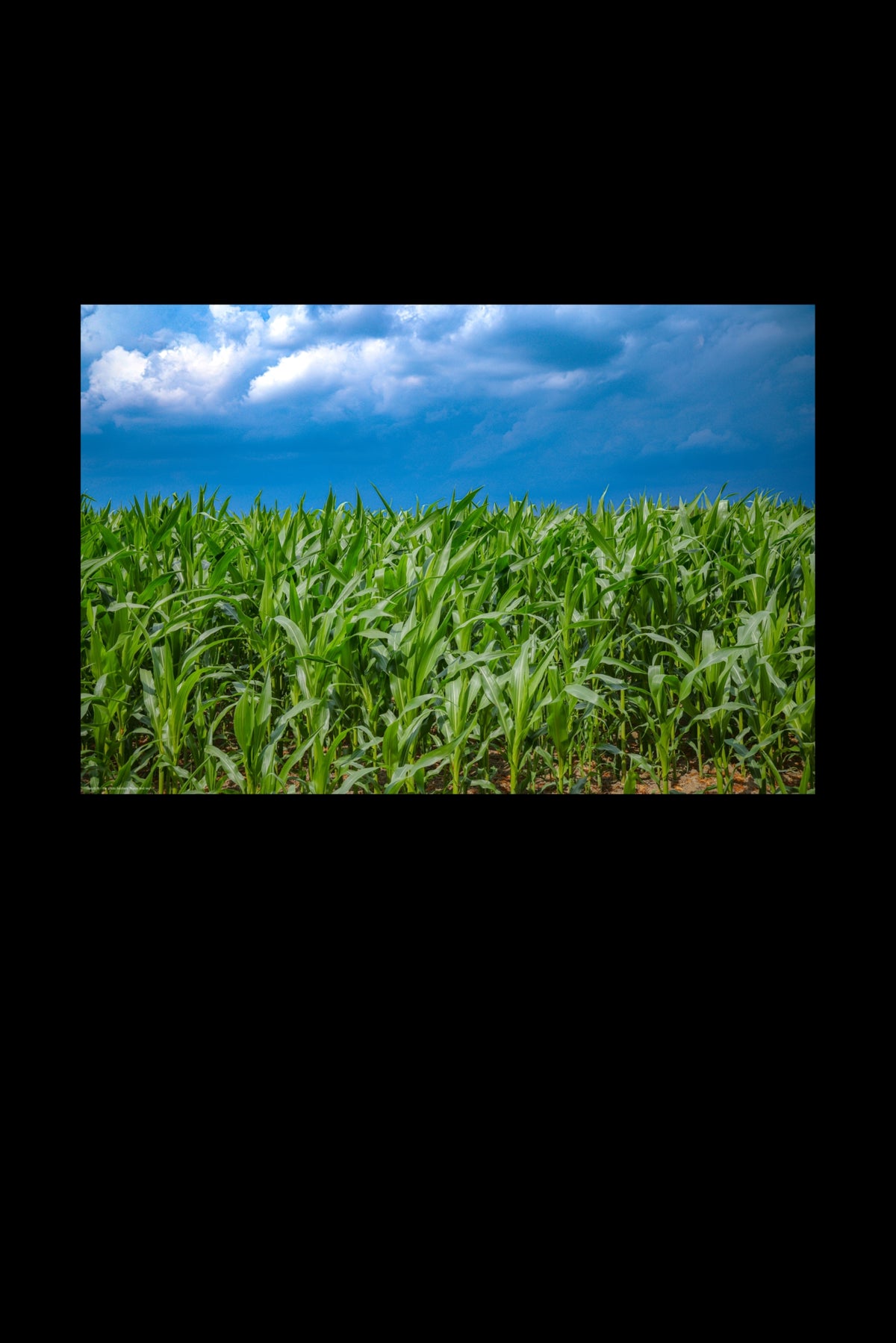 Wandbild "maize and sky"