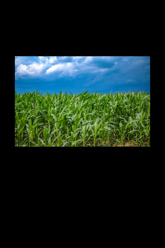 Wandbild "maize and sky"