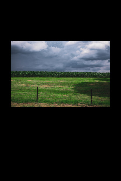 maize field