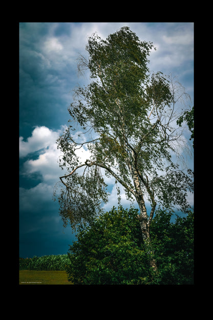 birch tree