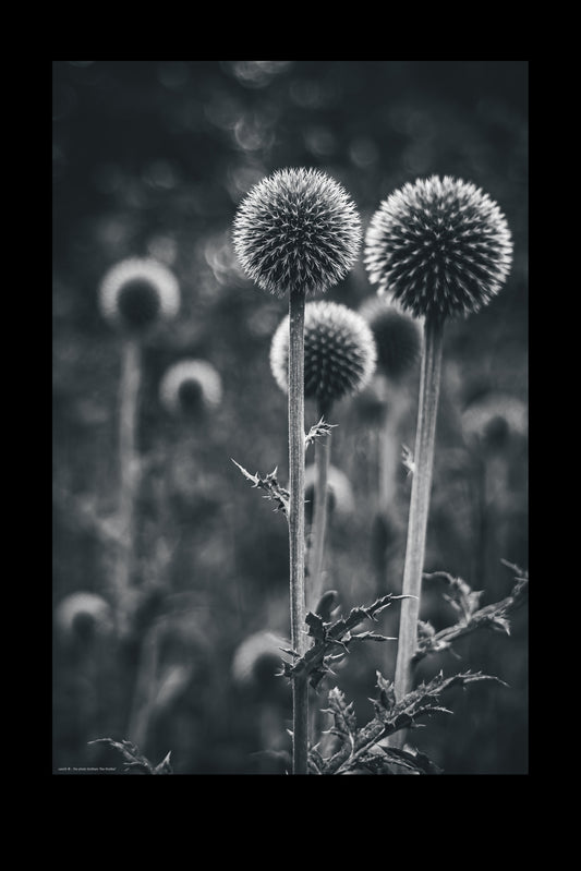 the thistles