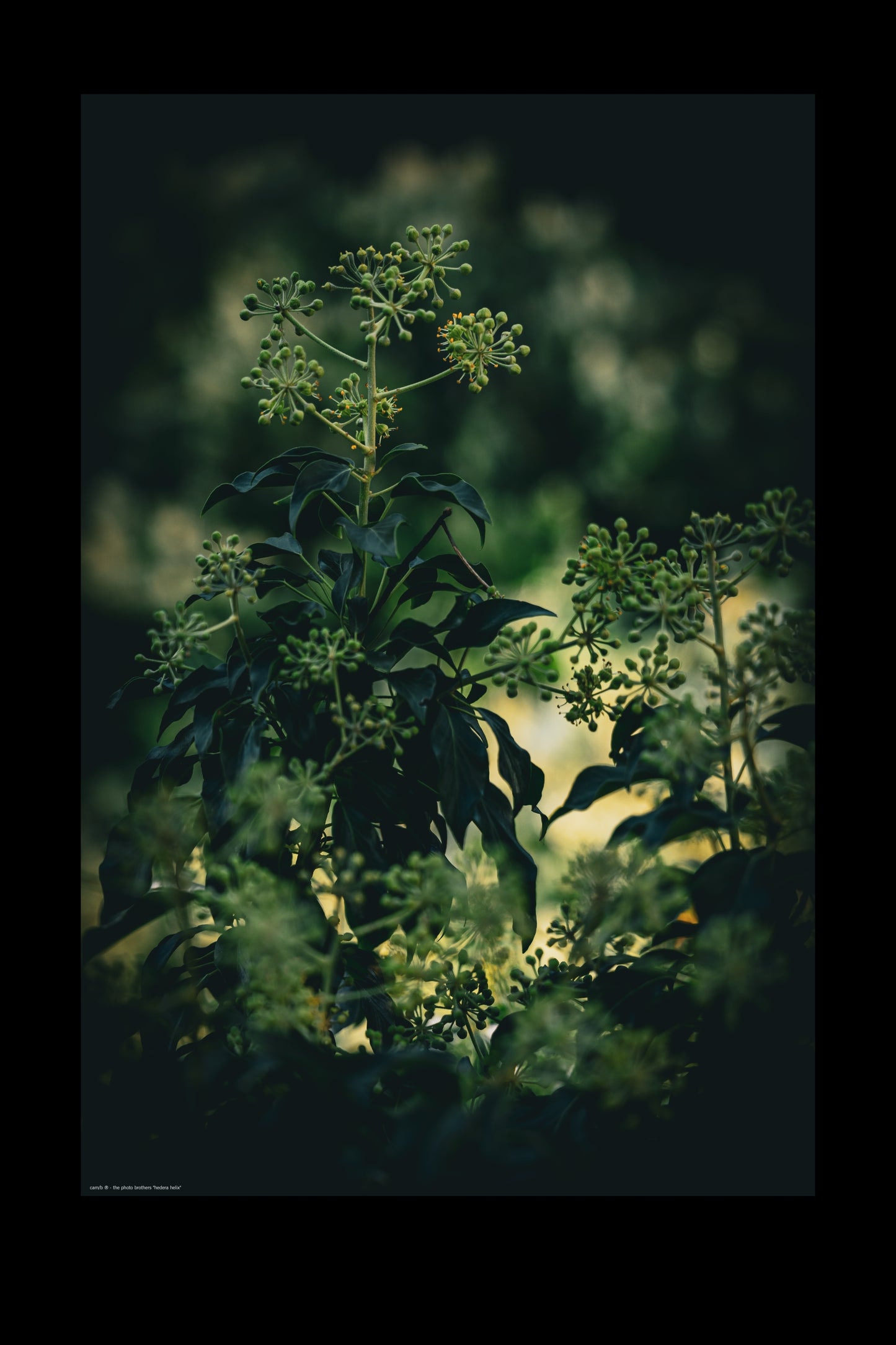 hedera helix