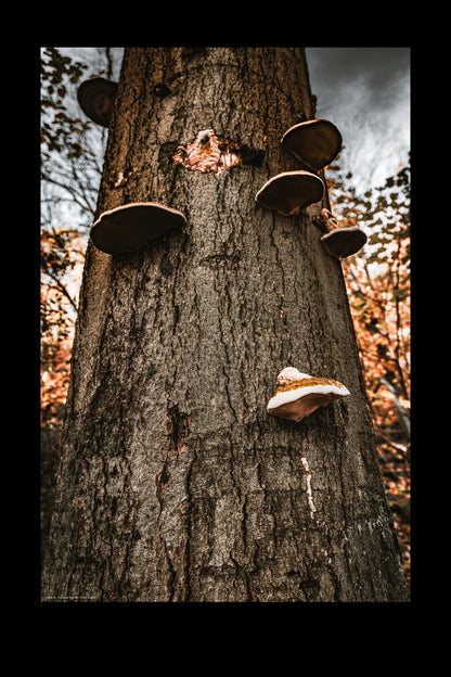 tinder fungus