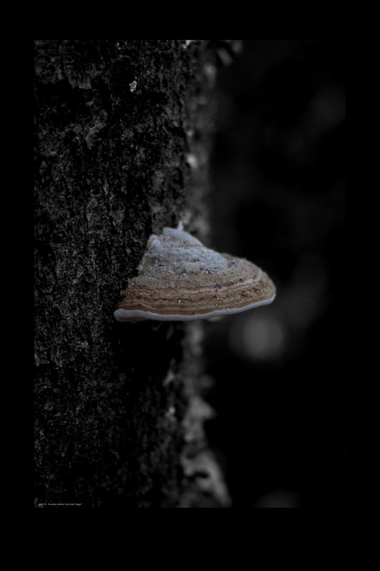 one tinder fungus